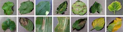 Dual-branch collaborative learning network for crop disease identification